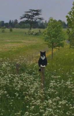 🥧Лето в деревне🗝