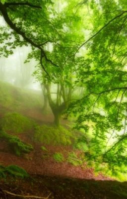 Королевсто цветущих папоротников.