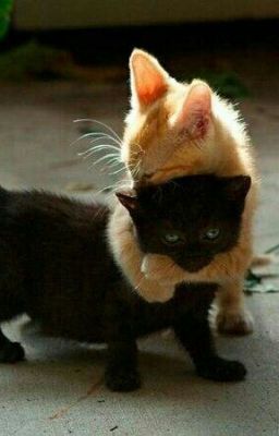 Коты Воители 1 Глава