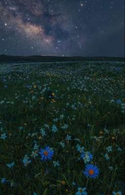 *Там где живут мечты*