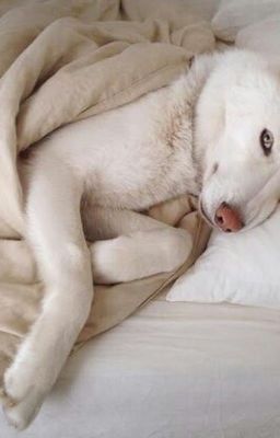 Мир стихийников