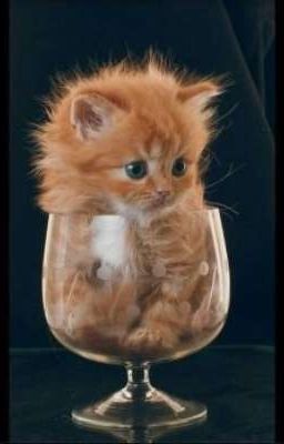 Может Это Сон?