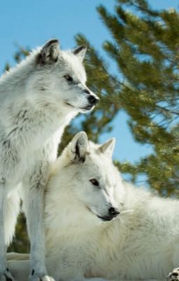 Достойная пара