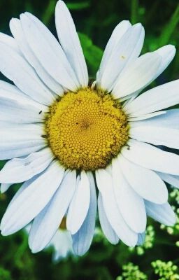 Многочисленные Катерины