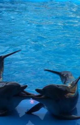 любовь или спор?