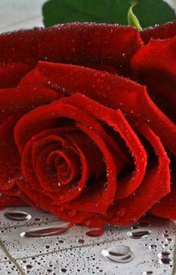 Любовь к врагу