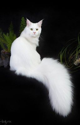 Кошечка Сакамаки