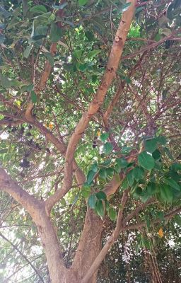 Зеркало С Обратной Стороны 