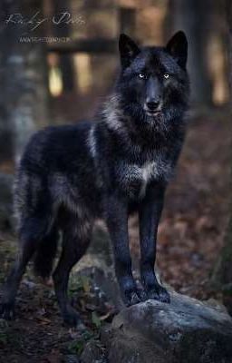 Академия оборотней