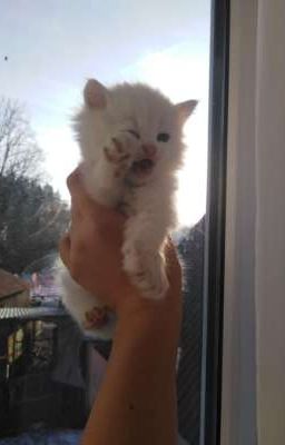 🔗запутанная любовь🔗