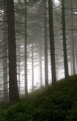 Белый Лис. Книга первая: Начало пути