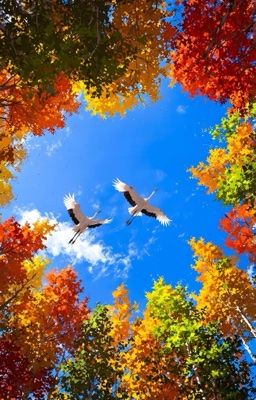 Белые крылья [Минсоны]