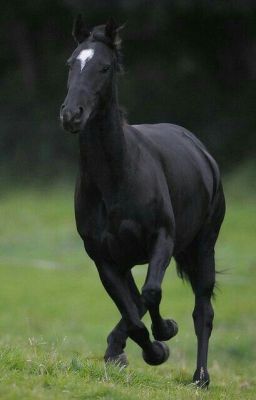 Восточный ветер (версия Оствинд).