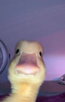 Я просто хочу любви