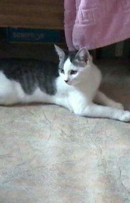 история о Царапке