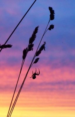 История о невозможном чуде