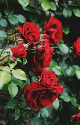 Приключения в пансионате. Элитная школа подростков