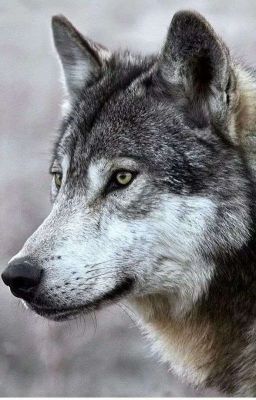 Недоступная Для Альфы🐺