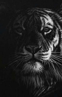 Тайгерфай:последствия выбора