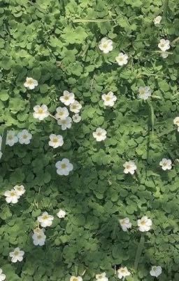 Последнее лето 