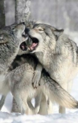 Милая семья оборотней