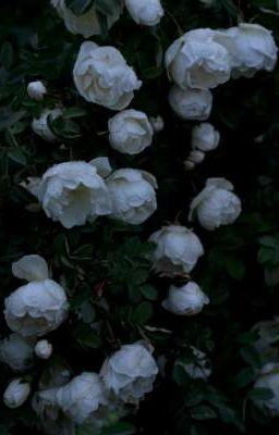 Дочь вожака