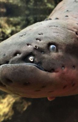 теория о электрических угрях и бермудском треугольнике