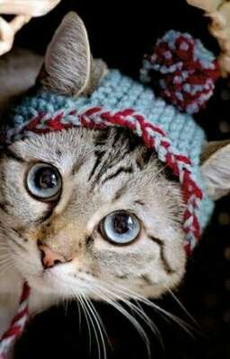 Подвальные кошачьи приключения