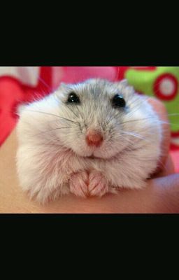 Взрослые сказки про хомячка.