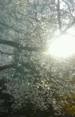 Любовь вкуса вишни.