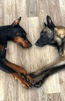 Тайная жизнь за пределами дома 