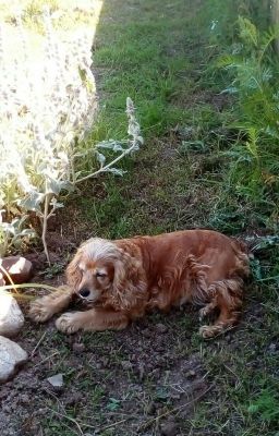 Детектив Мэргарит Колленс