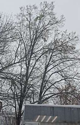 брат и сестра ЗАКОНЧЕН