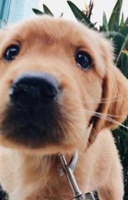 Книга вечной жизни