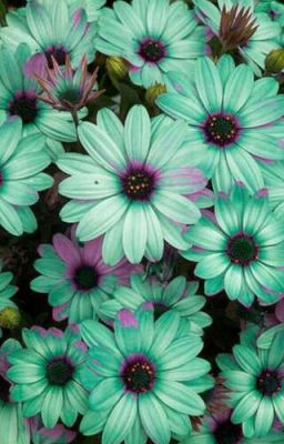 Кондуровка