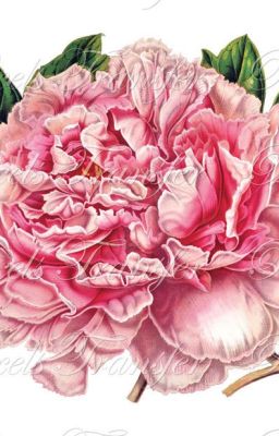 Роковой цветок.