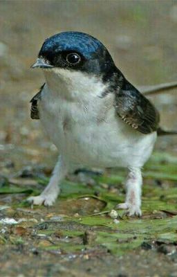 Война На 1000 Лет