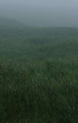 Травяное поле