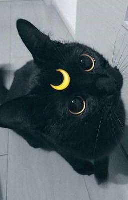 Ключик кошки