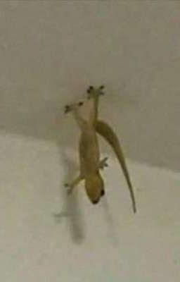 с котом навсегда ~ киллеринк