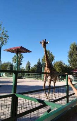 влюбилась в дебила 