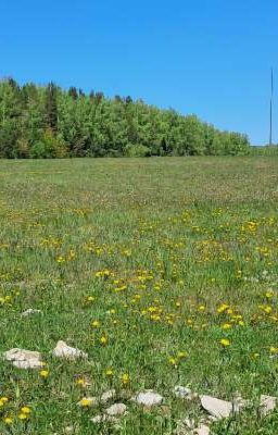 Мирное небо над головой!(ПРОЧИТАЙТЕ ПОСЛЕДНЮЮ ГЛАВУ)