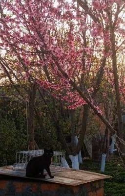 Вишневое дерево