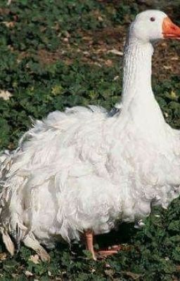 ?волшебные приключения Гуся и Утки?