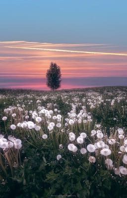 Поле из одуванчиков 