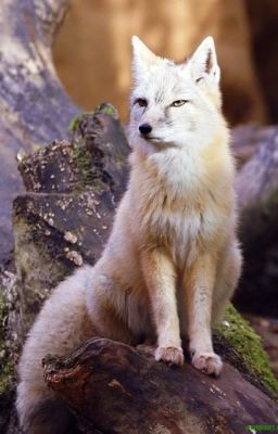 Одно на век и все на жизнь