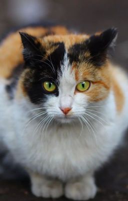 Трёхцветный кот.