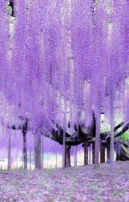 человек с запахом глицинии 