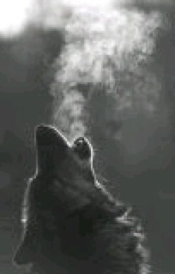 История Оборотней