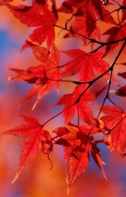 Летняя грёза 